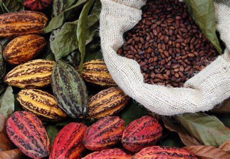 Côte d'Ivoire : Revalorisation historique des prix du cacao et du café