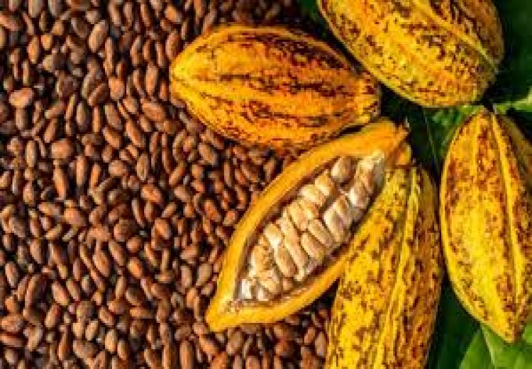 cacao